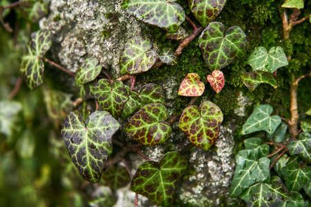 wet, colorful ivy leaves wrapping around a mossy tree trunk