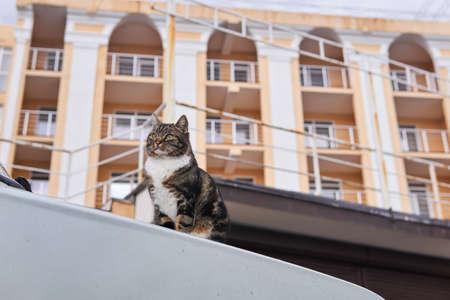 city street cat sitting on the hood of an car on a blurred city backgroundの写真素材