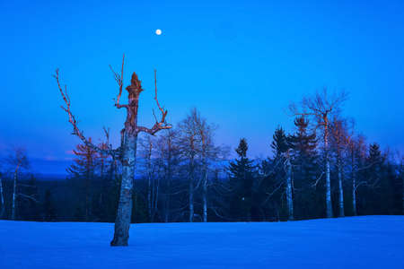 winter northern night landscape - leafless trees under the moon are barely illuminated by the rays of the rising sunの写真素材