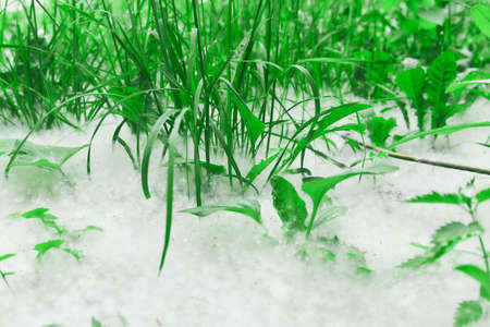 cottonwood fluff lies in a thick layer on the lawn among the grass close-upの写真素材