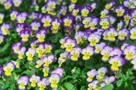 bright natural floral background with pansy flowers
