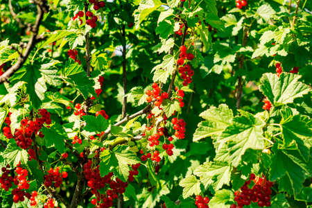 red currant berries on a branch on a sunny day