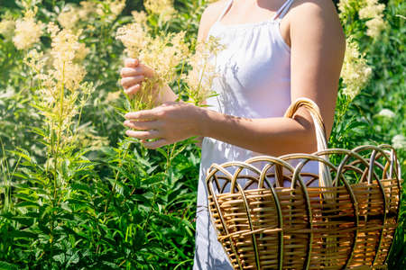 young woman herbalist gathers meadowsweet inflorescences in a basket in the meadowの写真素材