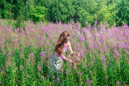 young woman herbalist gathers fireweed in a basket in the meadowの写真素材