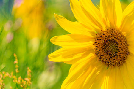 young yellow sunflower flower on blurred bright natural background