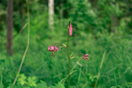 three life stages of a purple lily martagon flower on blurred backgroundの写真素材