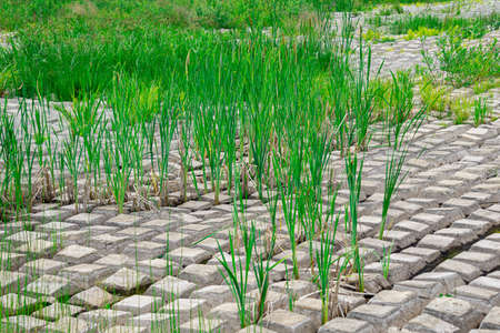 terrain covered with flexible concrete mat to prevent erosion, laid on the ground, with ferns...