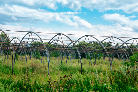 frames of abandoned greenhouses among thickets, crisis of agricultural productionの写真素材
