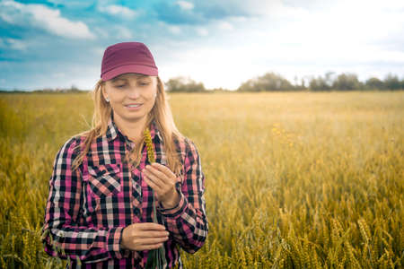 woman farmer examines ears of wheat in the field