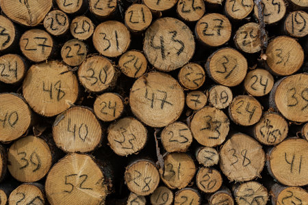 ends of tree trunks cut down in felling with a handwritten diameter on each
