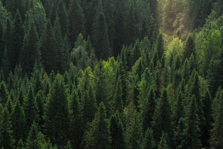 mountain forest landscape with sunrays, top viewの写真素材