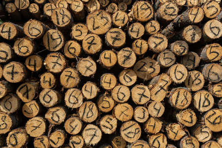 ends of tree trunks cut down in felling with a handwritten diameter on eachの写真素材