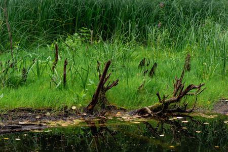 bog shore with water, grass and snagsの写真素材