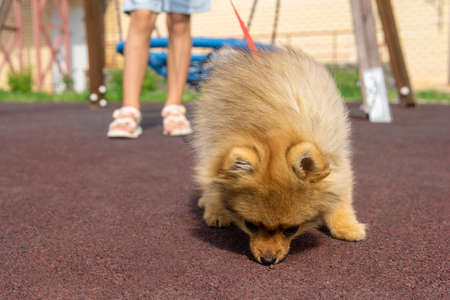 pomeranian dog puppy sniffs something on the ground while walking on the playground with his little ownerの写真素材