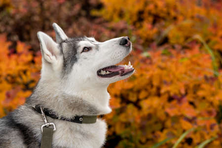 portrait of a husky dog on a background of autumn foliage
