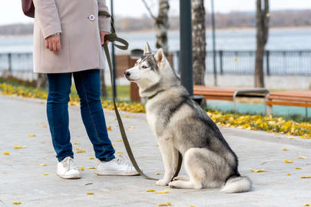 funny husky dog next to its owner, it seems to suspect somethingの写真素材