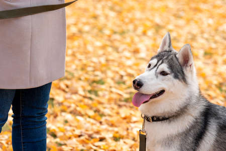portrait of husky dog next to its owner on a background of bright autumn foliageの写真素材
