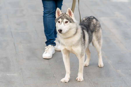 husky dog next to its owner close-upの写真素材