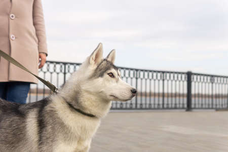 portrait of husky dog looking into the distance next to its ownerの写真素材