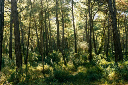 landscape of mediterranean coniferous woodland in Anatoliaの写真素材