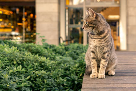 cat sits on a wooden structure on the streetの写真素材