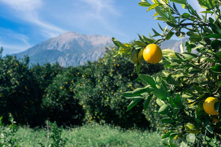 orange plantation against the backdrop of mountains with ripening fruits in the foreground