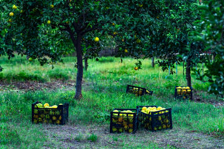 harvesting citrus fruits, fruit crates among the trees in the orchardの写真素材