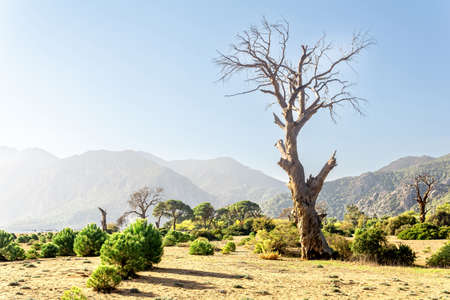 tropical seaside landscape near Cirali village in Olympos BeydaglarÄ± National Park in Turkeyの写真素材