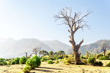 tropical seaside landscape near Cirali village in Olympos BeydaglarÄ± National Park in Turkey