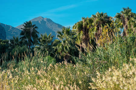 tropical landscape, swampy river valley between mountains with reeds and palm treesの写真素材