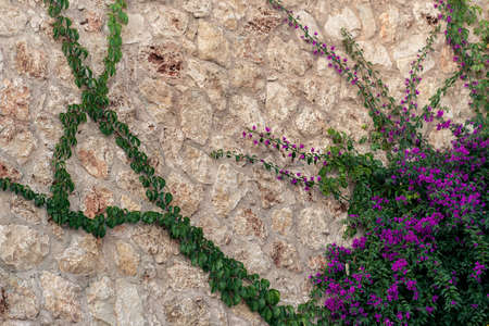 background - old rough stone wall, partially entwined with a blooming mandevilla creeperの写真素材