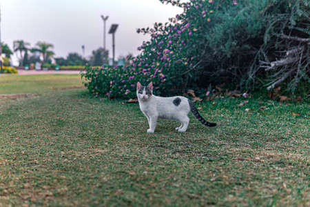 stray cat near his shelter in the bushes in the parkの写真素材