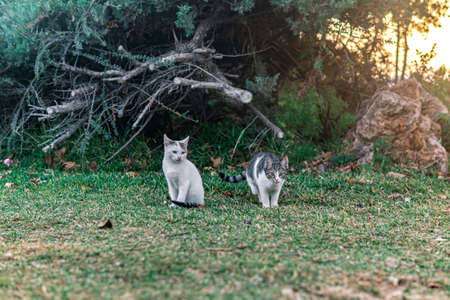 two homeless kittens near his shelter in the bushes in the parkの写真素材