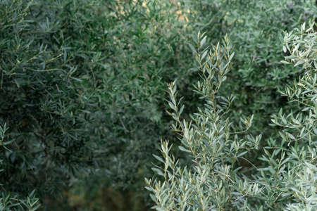 natural background - olive grove, olive tree branches in the foreground