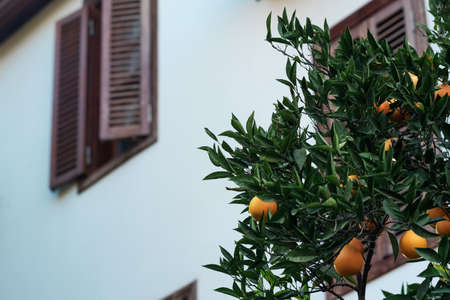 ripe oranges on a branch against the backdrop of a blurred rural houseの写真素材