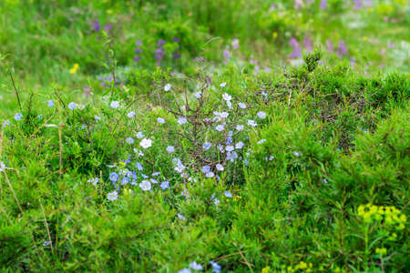 natural background - spring alpine meadow forbs with blue flowers of perennial flaxの写真素材