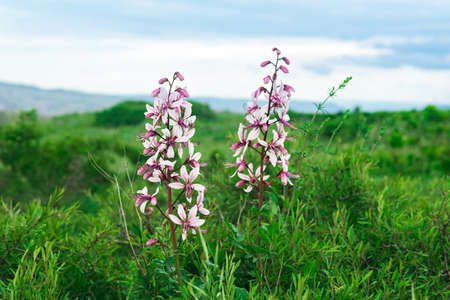 beautiful flowers of Dictamnus albus (burning bush) against blurred spring landscapeの写真素材