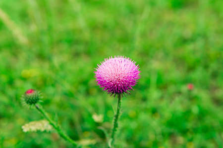 beautiful purple thistle flower close-up against blurred spring landscapeの写真素材