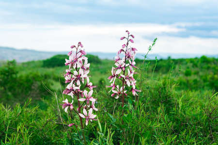 beautiful flowers of Dictamnus albus (burning bush) against blurred spring landscapeの写真素材
