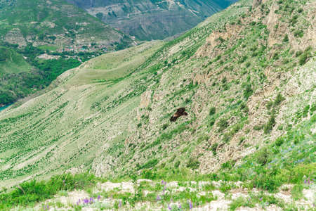cinereous vulture Aegypius monachus flies over a mountain slope in the Caucasus