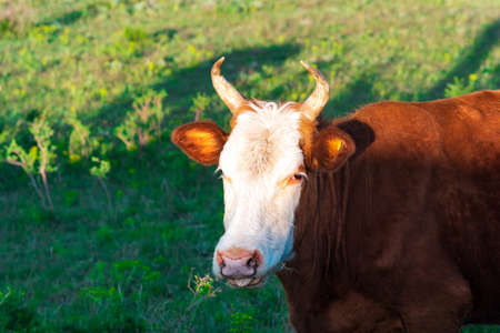 portrait of a chewing grazing cow with an expressive look