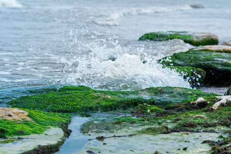 seascape, coast of the Caspian Sea with algae-covered coastal stones and surf