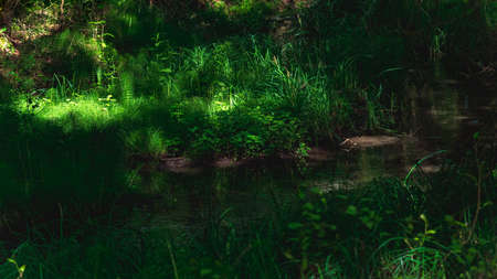 small shady forest river with grassy banks and sun glareの写真素材