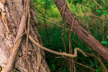 stems of climbing and creeping plants in a subtropical forest close-upの写真素材