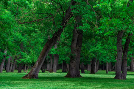 landscape in an oak grove with grassy undergrowthの写真素材