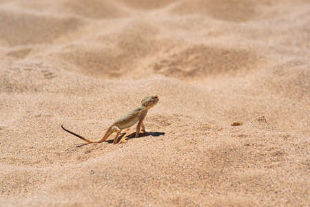 lizard toadhead agama in a demonstrative pose among the desert sandの写真素材