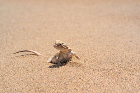 desert lizard toadhead agama half burrowing in the sand, close-upの写真素材