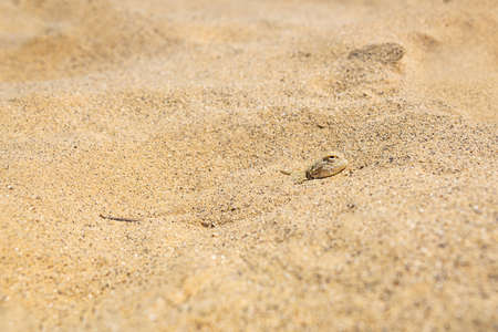 toadhead agama lizard quickly dug into the sand vibrating with its whole bodyの写真素材