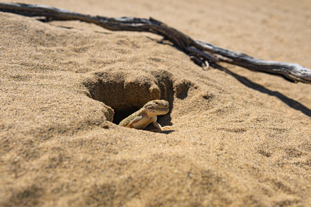 portrait of desert lizard toad-headed agama Phrynocephalus mystaceus near its burrowの写真素材