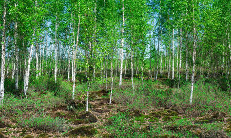 wooded bog, wetland landscape with birch forests on a peatの写真素材